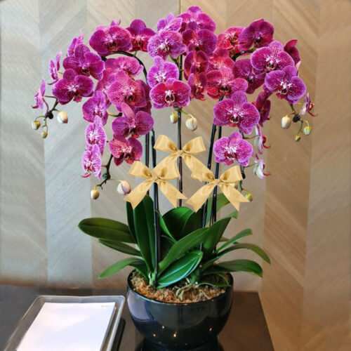 5 Stems in 1 Phalaenopsis Orchids