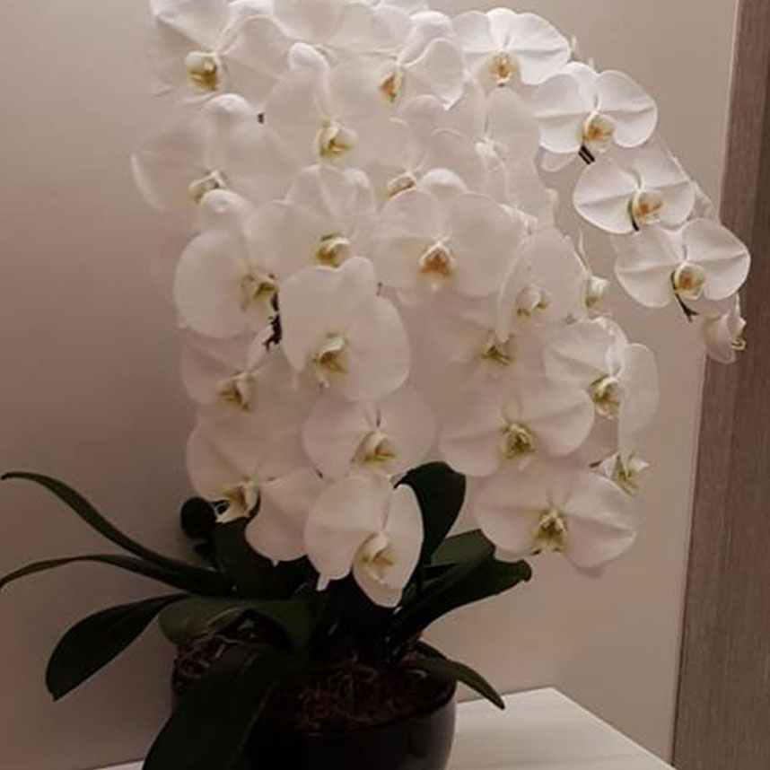 5 in 1 pot White Phalaenopsis Orchid
