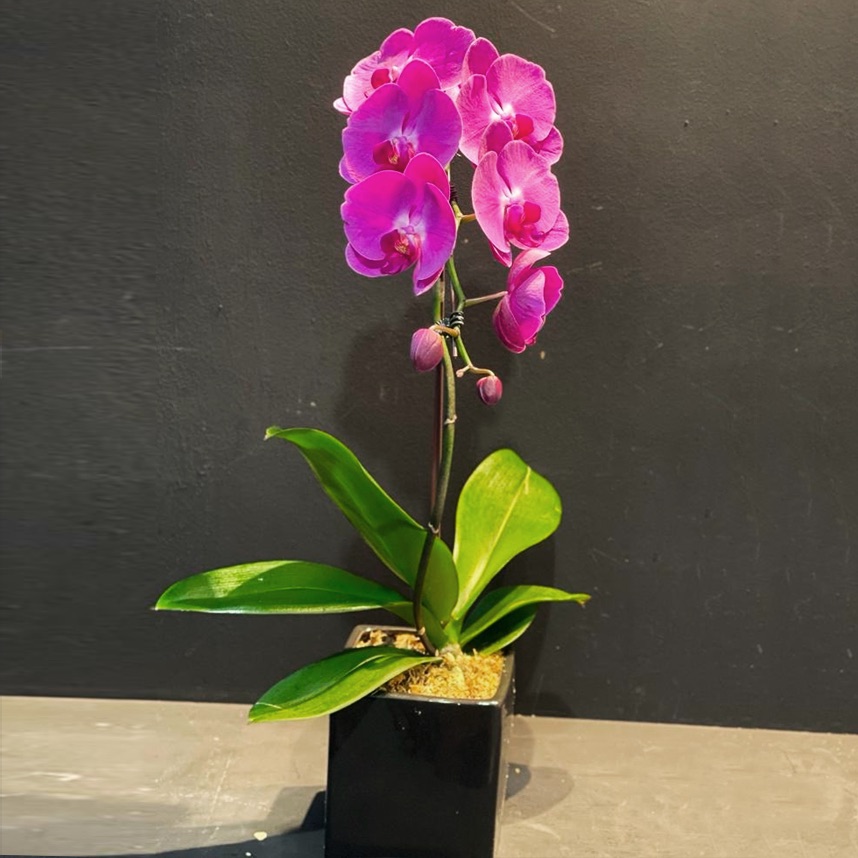 Exclusive 1 Stem in 1 Pot - Phalaenopsis Orchid