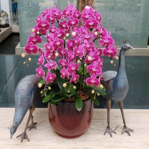 10 Stems in 1 Phalaenopsis Orchids
