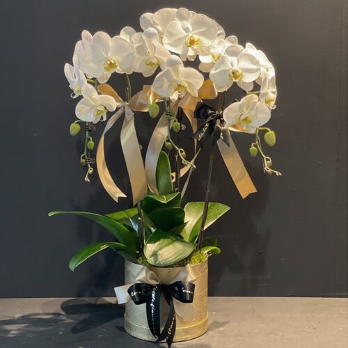 3 Stems in 1 Phalaenopsis Orchids