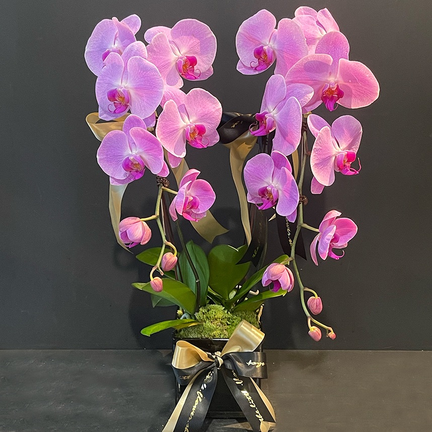 2 stems in 1 pot Orchid