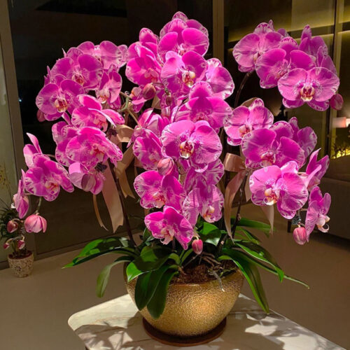 8 Stems in 1 Pot Beautiful Phalaenopsis Orchids